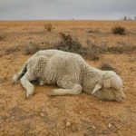 australia-sheep