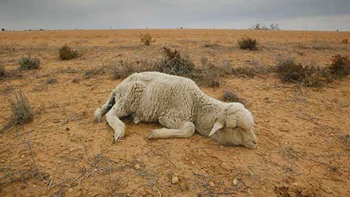 australia-sheep